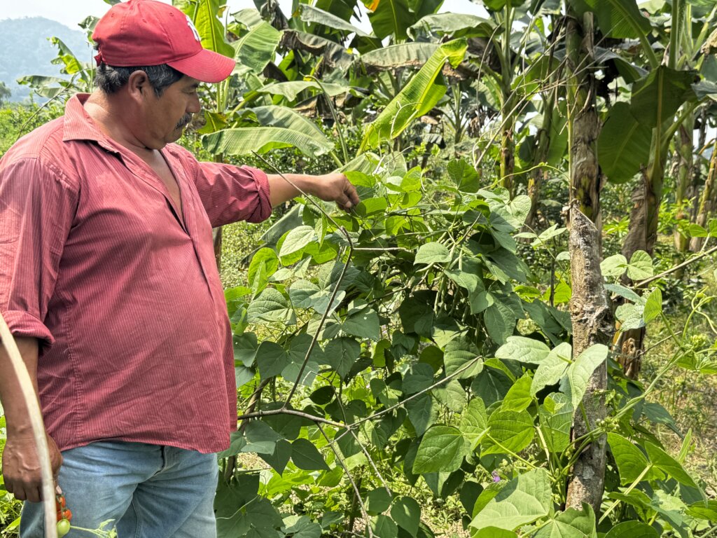 Home Gardens for 200 Families, Oaxaca, Mexico
