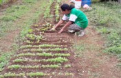 Home Gardens for 200 Families, Oaxaca, Mexico