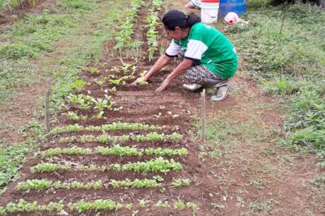 Home Gardens for 100 Families, Oaxaca, Mexico