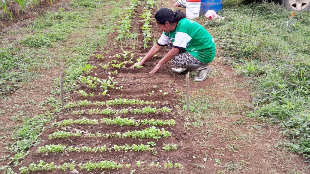 Home Gardens for 200 Families, Oaxaca, Mexico