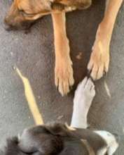 Two Service Dogs Ignoring Each Other Under a Table