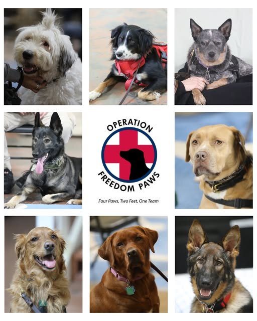Rescue dogs of OFP