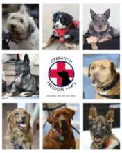 Rescue dogs of OFP
