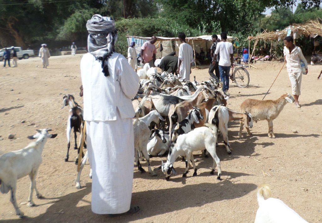 A gift for life: a sheep for a family in Eritrea
