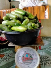 15 kg of fresh cucumbers