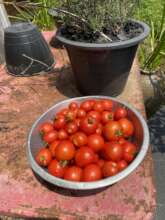 Bountiful tomatoes