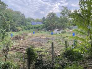 The new field planted with seedlings