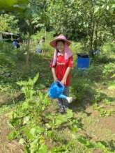 Watering the eggplants