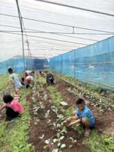 Planting in the new greenhouse
