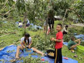 Everyone helps pick the longan fruit