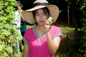 Trying out the cucumbers