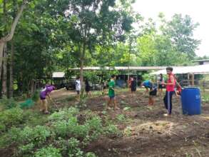 Planting cucumbers