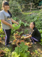 Salad Garden