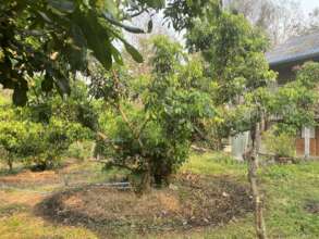 Rings of biochar around trees to hold water