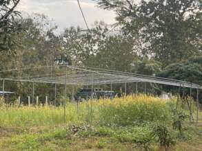 Sun Hemp helps fix the soil for a greenhouse