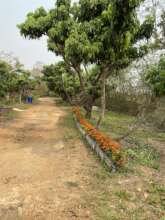 Rows of pretty marigolds to repel mosquitoes