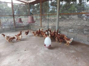 New laying hens have arrived