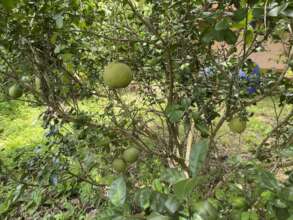 Pomelos growing on our tree