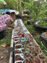 Seedlings growing