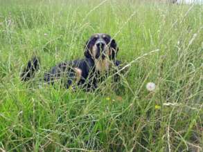 Rocky is the first to be neutered