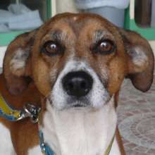 Luna, waiting in a foster home for being adopted