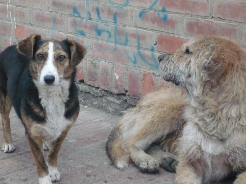 Spay/Neuter 700 homeless dogs in Tabio, Colombia