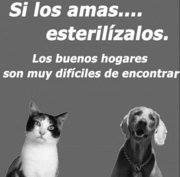 Spay/Neuter 700 homeless dogs in Tabio, Colombia