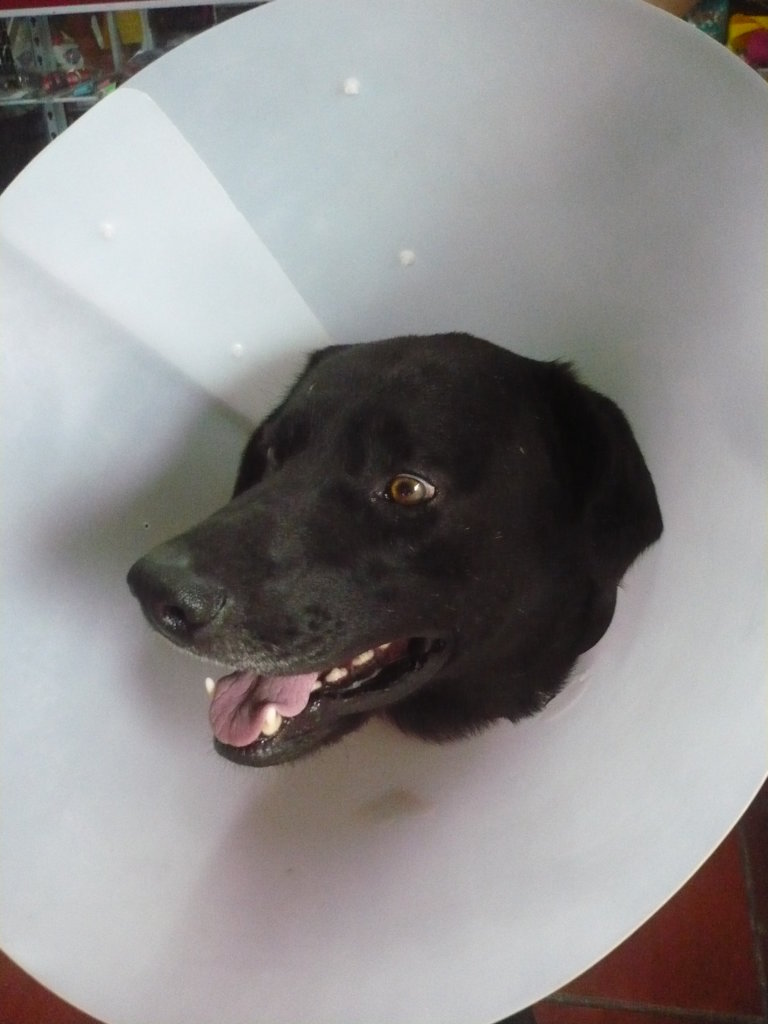 Spay/Neuter 700 homeless dogs in Tabio, Colombia