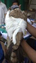 Bandaging of injured wing