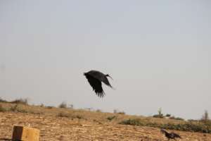 BLACK IBIS RELEASE AFTER FULL RECOVERY