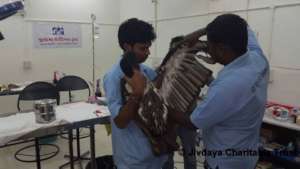 Head Dr. training the staff for handling birds