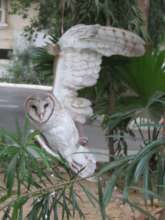 barn owl injured by Man kite flying threads