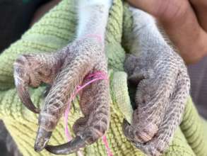 owl-feet entangled by harmful kite-threads