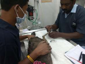 PEAHEN BEING TREATED BY VET