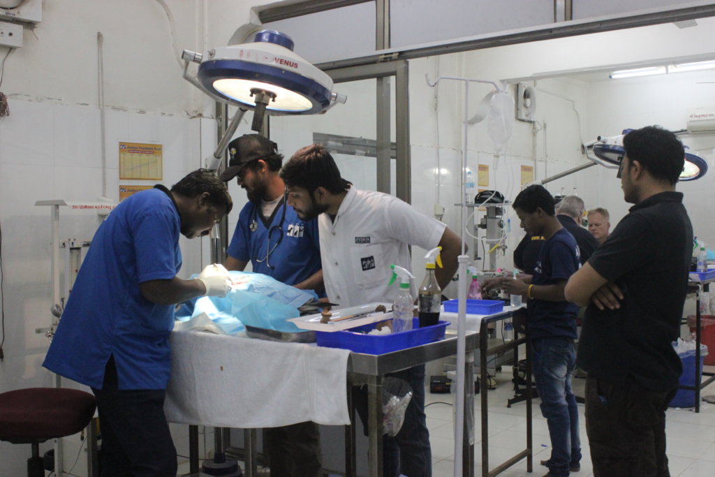 Uttrayan Save Birds Campaign (kite festival)