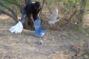 Bird release after treatment