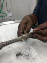 VET REMOVING THREAD FROM PEAHEN'S FEET