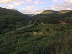 Gamtoos Valley is a major citrus producing area