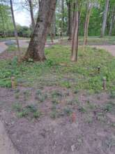Vinca minor