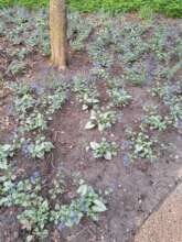 Brunnera