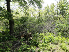 Cut Trees due to the Safety Reasons