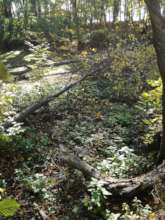 Pond in Rynski Dwor