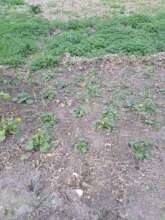 Caltha palustris