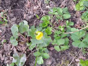 Caltha palustris