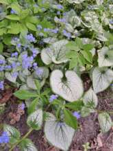Brunnera Silver Heart