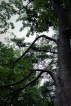 Rynski Dwor Trees