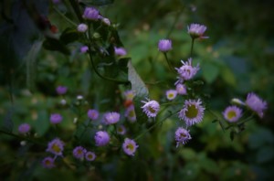 Rynski Dwor Wild Flowers