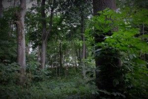 Trees in the Wild
