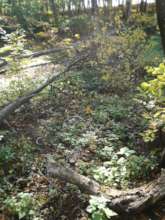 PARK INTERIOR WITH FALLEN TREES