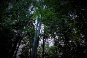 Monumental Trees in Rynski Dwor